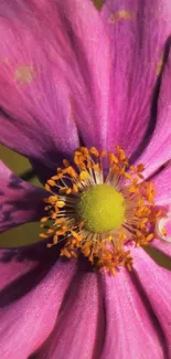 Close-up of a vibrant pink flower in bloom.