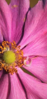 Close-up of a vibrant pink flower with detailed petals and a bright center.