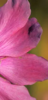 Close-up of a vibrant pink flower petal with a natural background.