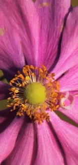 Close-up of a vibrant pink flower showcasing delicate petals.