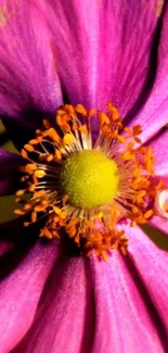 Close-up of a vibrant pink flower with a bright yellow center.