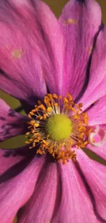 Close-up of a vibrant pink flower with a yellow center.