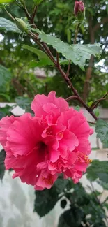 Vibrant pink hibiscus flower with green leaves.