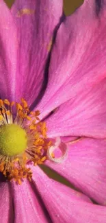 Close-up of a vibrant pink flower in bloom.