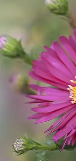 Vibrant pink daisy with yellow center in focus against a soft green background.