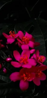 Vibrant pink flowers against dark leaves, perfect for a mobile wallpaper.