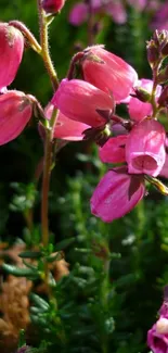 Vibrant pink flowers with lush green leaves.