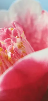 Close-up of a vibrant pink flower with delicate petals and yellow stamens.