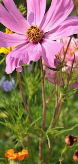 Beautiful pink flower amid lush greenery with vibrant petals.