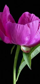 Vibrant pink flower with lush green leaves on a black background.