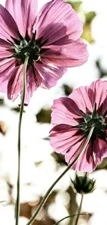 Vibrant pink flowers with delicate petals set against a bright background.