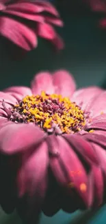 Close-up of a vibrant pink flower with detailed petals and yellow center.