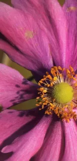 Close-up of a vibrant pink flower with a green center.