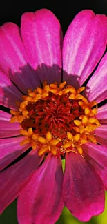 Close-up of a vibrant pink flower in bloom.