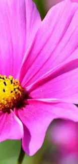 Close-up of a vibrant pink flower with yellow center on mobile wallpaper.