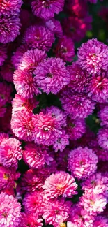 Vibrant pink flower wallpaper featuring lush, blooming petals.