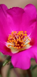 Close-up of a vibrant pink flower blossom.