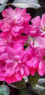 Mobile wallpaper featuring vibrant pink flowers with lush green leaves.