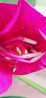 Close-up of a vibrant pink flower with detailed petals.