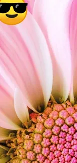 Vibrant daisy wallpaper with pink petals.