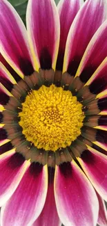 Close-up of vibrant pink flower with yellow center and green background.