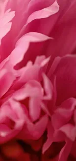 Close-up of vibrant pink flower petals.