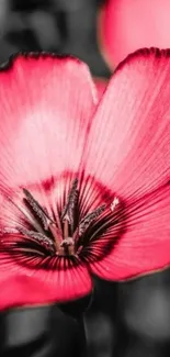 Vibrant pink flower with bold contrast.