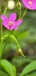 Close-up of vibrant pink flowers surrounded by lush greenery.