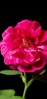 Vibrant pink flower on black background wallpaper.