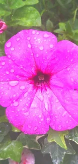 Vibrant pink flower with dew on petals surrounded by green leaves.