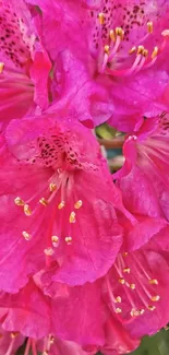 Vibrant pink rhododendron flowers close-up wallpaper.