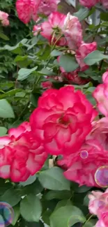 Pink roses with green leaves and bubbles in a garden.