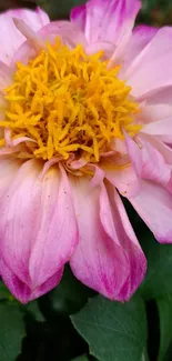 Close-up of a vibrant pink flower with yellow center and green foliage.