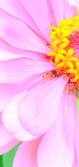 A vibrant pink flower with yellow center.