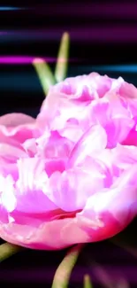 Vibrant pink flower with colorful, blurred background.