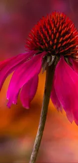 Close-up of a vibrant pink Echinacea flower with a blurred background.