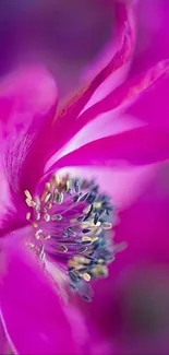 Close-up of a vibrant pink flower with vivid petals and intricate details.