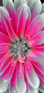 Vibrant pink flower with black and white petals on a digital wallpaper.