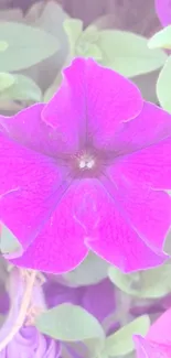 Beautiful vibrant pink flower with green leaves background.