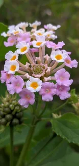 Close-up of a pink and white flower surrounded by green leaves.