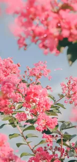 Pink blossoms with green leaves against a soft sky.