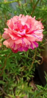 Close-up of a vibrant pink flower blooming among green leaves.