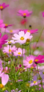 Vibrant pink flowers in a lush meadow setting for mobile wallpaper.