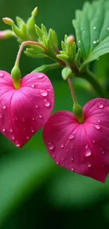 Pink flower with dewdrops on heart-shaped petals against a green background.