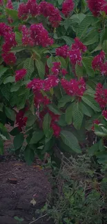 Vibrant pink flowers with lush green leaves wallpaper.