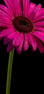 A vibrant pink flower with detailed petals on a black background.