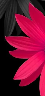 Vibrant pink flower with black petals on wallpaper.