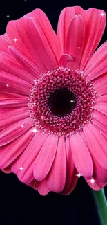 Vibrant pink daisy flower on dark background.