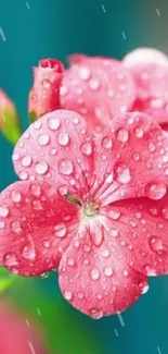 Vibrant pink flower with dew drops wallpaper.