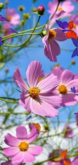 Pink cosmos flowers under a bright blue sky, perfect for nature lovers.